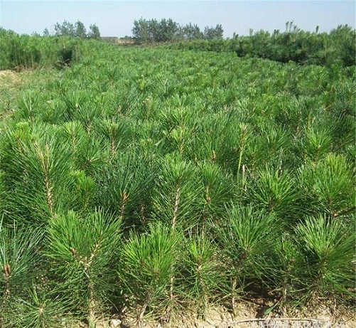 黑松苗对水蜡虫的防护